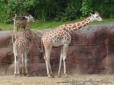 dierenparken-giraffe